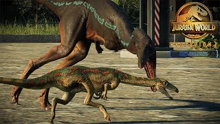 Segisaurus HUNTED by Coelophysis  Jurassic World Evolution 2 [upl. by Hale893]