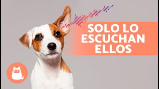 6 SONIDOS que solo ESCUCHAN los PERROS 🐶🔊 [upl. by Leirad256]