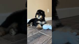 Bernedoodle Puppies puppy puppies dog dogs bernedoodle goldendoodle funny funnyvideo shorts [upl. by Elimac541]