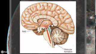 La neurofisiología del sueño ¿por qué dormimos [upl. by Kiyohara]