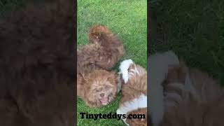 Malibu Soccer AllStar Check out her skills amp delightful puppy antics puppy teddydog dogbreed [upl. by Joellyn]