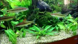 Juwel Vision 450 Aquarium [upl. by Aselehc]