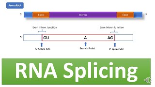 RNA Splicing Mechanism of RNA Splicing Spliceosome complex snRNA snRPs mRNA Processing [upl. by Lobiv]