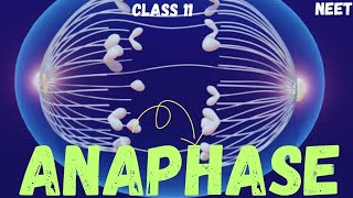 NEET  CELL CYCLE AND CELL DIVISION  ANAPHASE  CLASS 11 neet ncert youtubeshorts youtube [upl. by Alit]