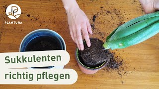 Sukkulenten umtopfen Anleitung amp PflegeTipps [upl. by Darnell]