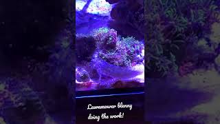 Lawnmower blenny doing the work  eating hair algae from rocks glass and empty shell [upl. by Cesya]