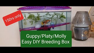 Easy DIY Breeding Box For Platy Guppy  Molly Platy Giving Birth to fries [upl. by Katrinka272]