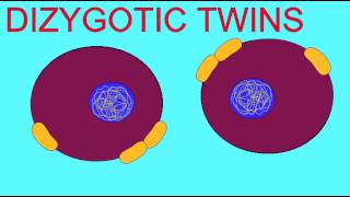 EMBRYONIC DEVELOPMENT DIZYGOTIC TWINS [upl. by Virgin]