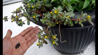 How to Harvesting Purslane Seeds in Pots  Grow Edible Weeds At Home [upl. by Aneger]