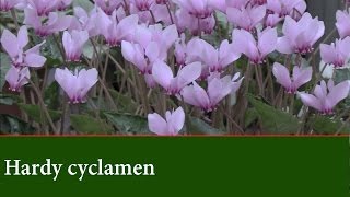 Hardy Cyclamen Plants  How to grow Cyclamen Outdoors [upl. by Yerg]