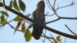 Asian Emerald Cuckoo  Chrysococcyx maculatus [upl. by Nicholas]