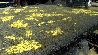 Feeding Pollen to 2 Million Bees [upl. by Viviana]