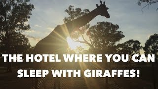 Sleep with giraffes Zoofari Lodge walkthrough Taronga Western Plains Zoo Dubbo NSW [upl. by Anaitsirk523]