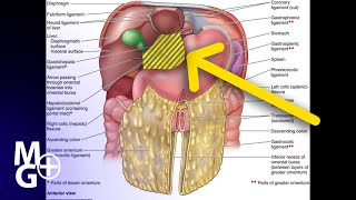 OMENTUL MIC Prezentare Anatomie [upl. by Cora]