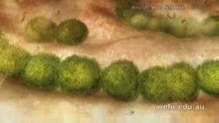 quotImmunequot Documentary  Part 6  B Cells amp Antibody Release [upl. by Tice948]