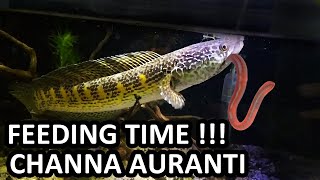 CHANNA AURANTI FEEDING TIME 10 INC INDIAN FISH [upl. by Seline]