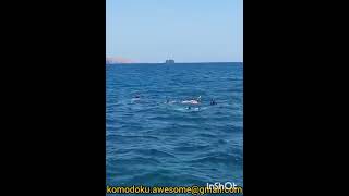 Snorkeling on the Mangrove Island and seeing a kalong on the island of Kalong Riung 17 Island [upl. by Muhcon532]