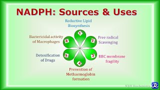 18 NADPH Sources amp Uses  Carbohydrate Metabolism  Biochemistry  NJOY Biochemistry [upl. by Fabriane]