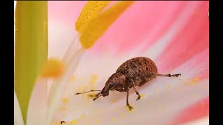 Identifying Insects Hindi  कीटों से पहचान [upl. by Phionna]