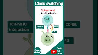 Isotype switching  Class switching  immunology in 1 minute  usmle [upl. by Adnauqaj]