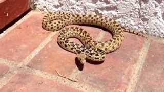 Gopher snake mock rattle turn your sound up [upl. by Panter]