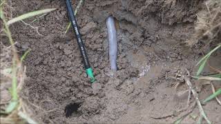 Giant Gippsland Earthworm moving within its underground burrow [upl. by Adnawak]