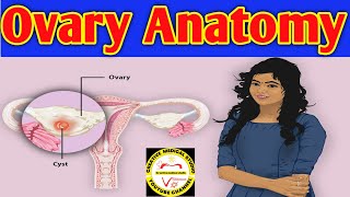 Anatomy of the Ovary  Ovarian ligaments  ovarian cancer  ovarian cancer symptoms [upl. by Nirrak]