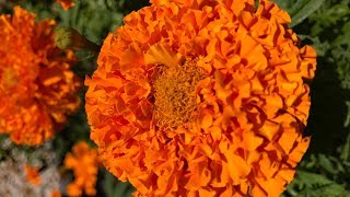 Time lapse of marigold seedlings growing [upl. by Recnal]