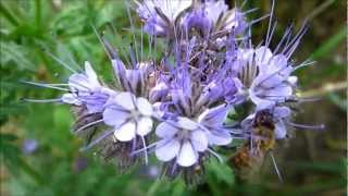 Lacy Phacelia Phacelia Tanacetifolia  20120916 [upl. by Neelrihs]