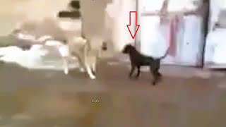 Wolf attacks the wrong dog and pays the price [upl. by Ecnatsnok]