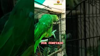 Por Andar De Confiado 🤣 Loro Amazona Oratrix Shorts humor memes loros parrot viralvideo birds [upl. by Antebi]