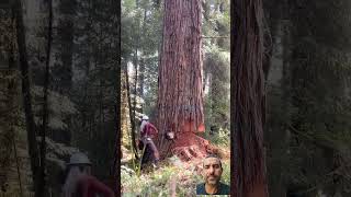 تقطيع الاشجار بطريقه احترافيه Comment couper des arbres de manière professionnelle [upl. by Lahey330]