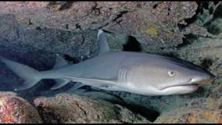 fight to the death  whitetip reef shark vsblacktip reef shark [upl. by Llebpmac]