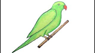 How to draw green parrot with oil pastels  drawing green parrot [upl. by Puritan]