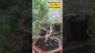 Bonsai Cemara Pua Pua  Bonsai Cupressus papuanus [upl. by Hnah]