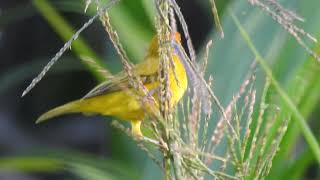 AVES DA AMAZÔNIA  canáriodoamazonas  Sicalis columbiana Cabanis 1851 [upl. by Eneres82]