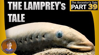 The Lampreys Tale [upl. by Hirst]