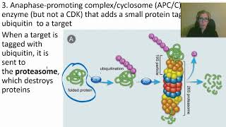 0424 How Cyclins CDKs and APCC Work [upl. by Ramak]