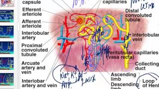 Diuretics and their effects on the kidney [upl. by Cynde]