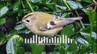 Goldcrest Regulus Regulus Sound [upl. by Inalaehak]