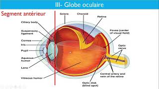 Anatomie de lappareil visuel  Dr Layadi CHU Bab El Oued [upl. by Levona309]