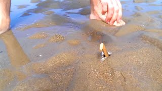 How to Catch a Razor Fish  Clam with just Salt [upl. by Ruby]