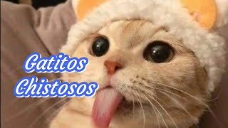 🐱 Gatitos Chistosos Parte 1🐱😂 [upl. by Leinnad]