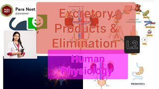 Excretory products and their elimination Lecture 2 [upl. by Mauralia]