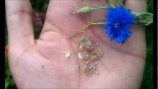 How to Save Bachelors Button Cornflower Seeds in Your Garden [upl. by Annaoy]