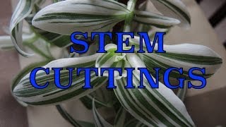 Taking Stem Cuttings  Propagating Tradescantia [upl. by Keary]