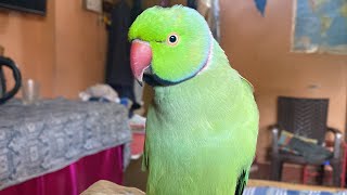 Mai to takla ho Gaya  talking parrot Destech [upl. by Flanigan]