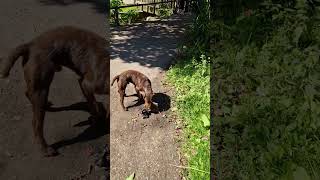 Rollo the patterdale terrier catches massive rat over childrens park [upl. by Marijo]