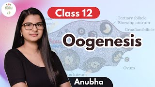 Class 12 Oogenesis under 4 mins [upl. by Peony]