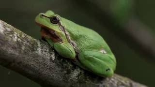 Laubfrosch im Gebüsch u nachts rufend  Tree frog calling at night [upl. by Trutko]